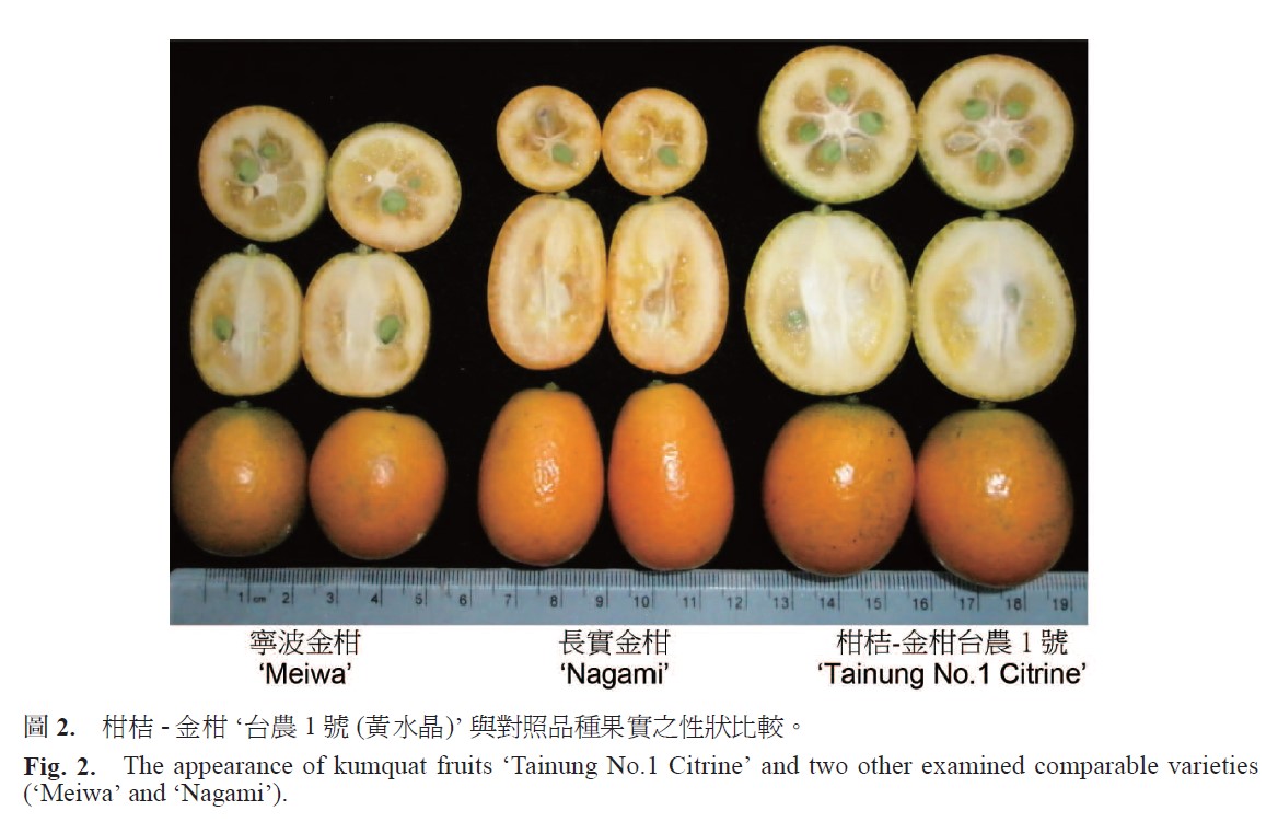 The appearance of kumquat fruits ‘Tainung No.1 Citrine’ and two other examined comparable varieties (‘Meiwa’ and ‘Nagami’).